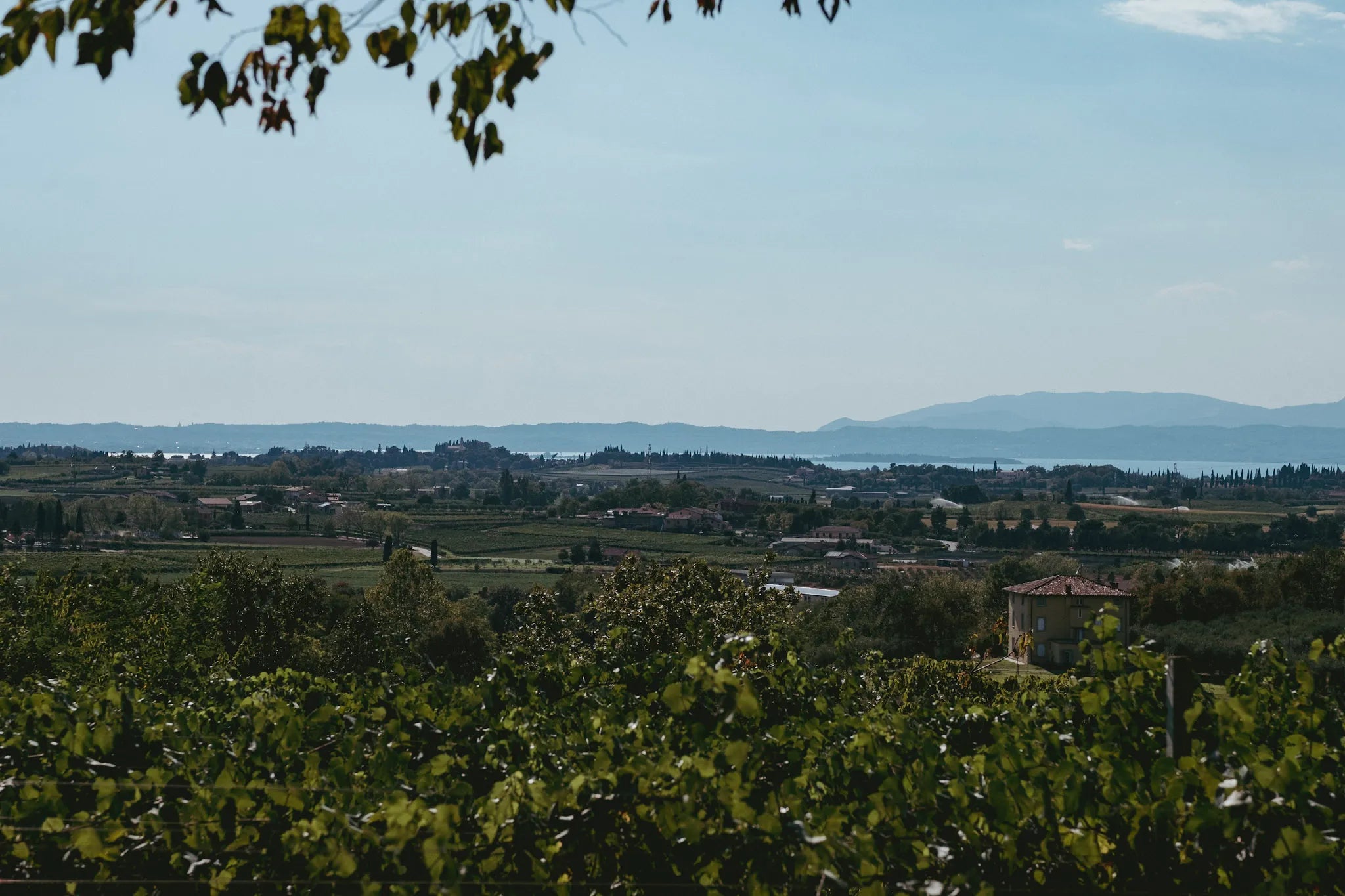 Panoramic view of Agricola Castellani's organic vineyards on Lake Garda