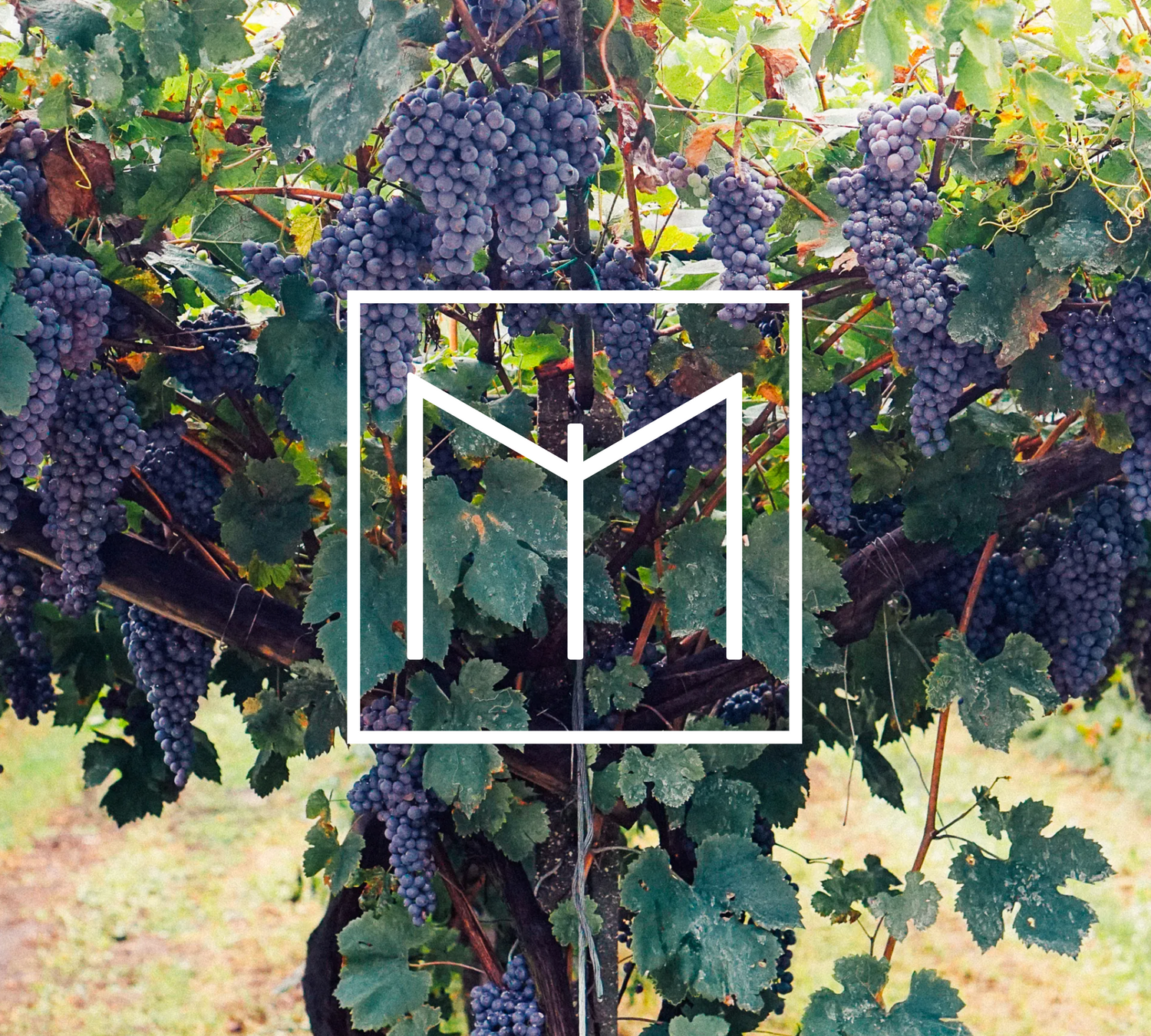 Pergola-trained vines in the vineyards of Agricola Castellani